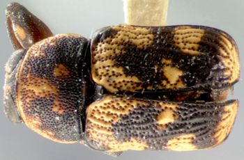 Media type: image; Entomology 8800   Aspect: habitus dorsal view